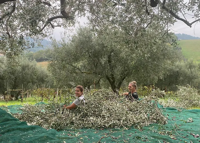 Il Podere Degli Ulivi