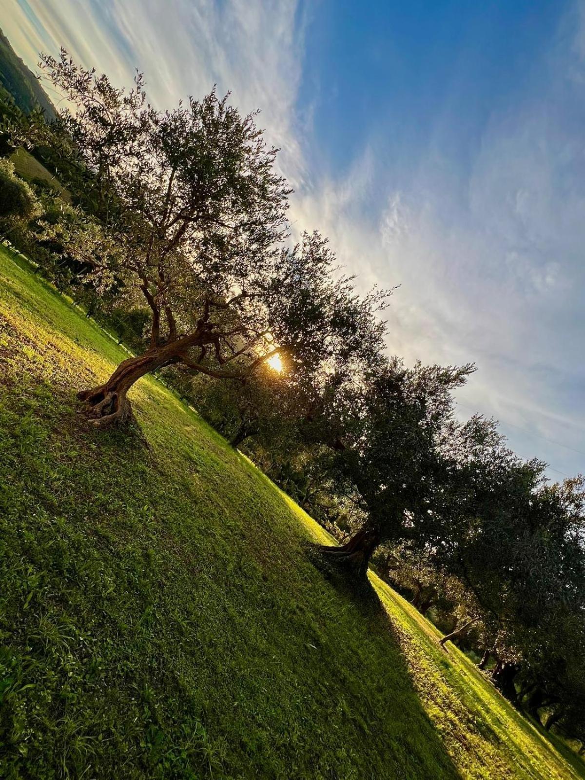 Il Podere Degli Ulivi Holiday home Santa Veneranda