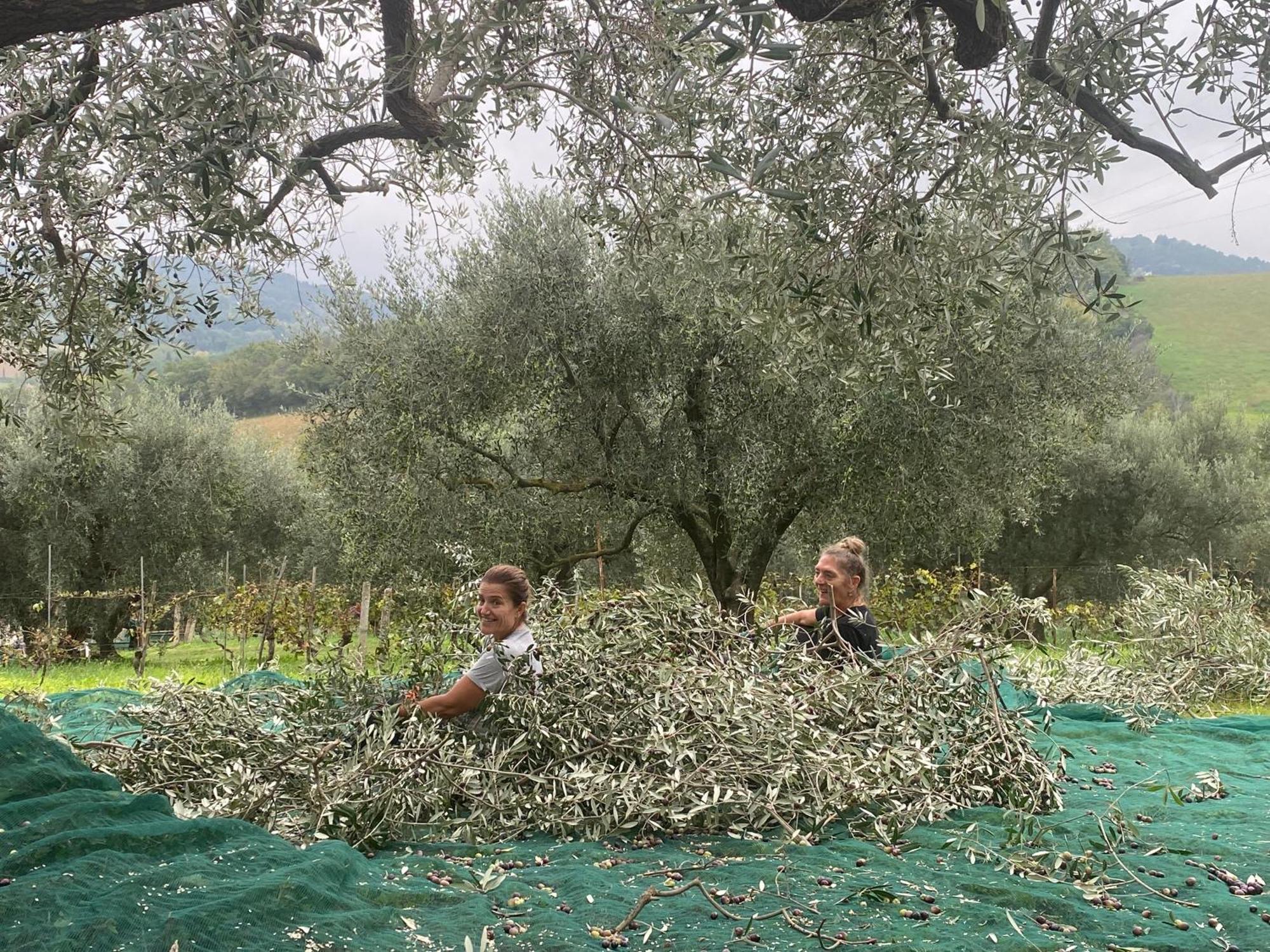 Il Podere Degli Ulivi Casa de Férias